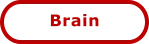 Brain